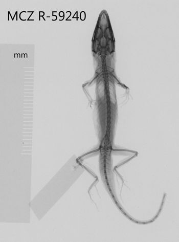 Media type: image;   Herpetology R-59240 Aspect: dorsoventral x-ray